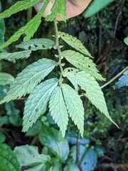 Elatostema parvum