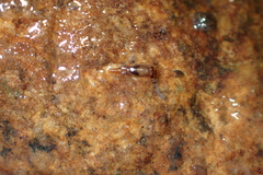 Leptophlebiidae