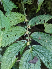 Elatostema parvum