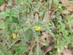 Medicago minima