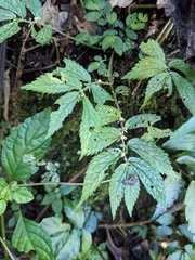 Elatostema parvum
