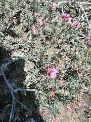 Limonium capense