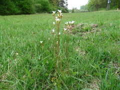 Saxifraga granulata