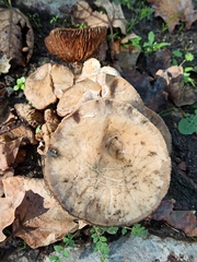 Cyclocybe aegerita