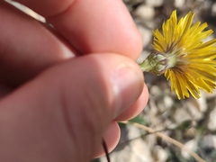Reichardia picroides