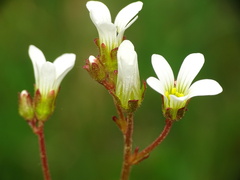 Saxifraga granulata