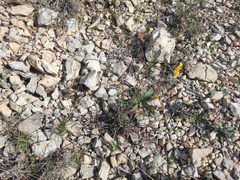 Reichardia picroides