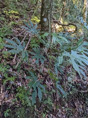 Fatsia polycarpa