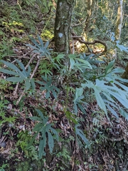 Fatsia polycarpa