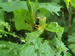 Tenthredo scrophulariae