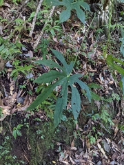 Fatsia polycarpa