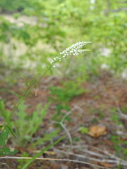 Polygala boykinii