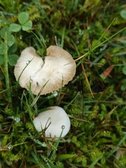 Cuphophyllus virgineus