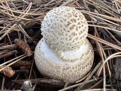 Amanita chrysoblema