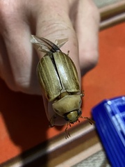 Pelidnota prasina