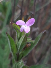 Acanthaceae