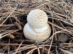 Amanita chrysoblema