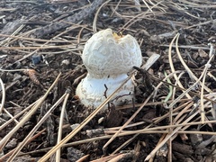 Amanita chrysoblema
