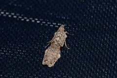 Hypatima simulacrella