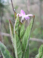 Acanthaceae