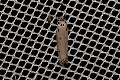 Ethmia heptasema