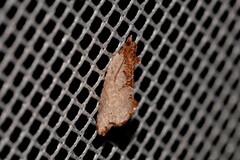 Glyphidoptera polymita