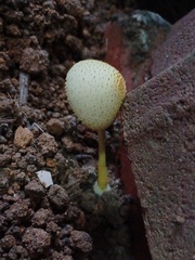 Leucocoprinus birnbaumii