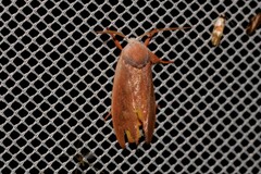 Cryptophasa rubescens