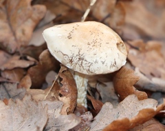 Pholiota lenta