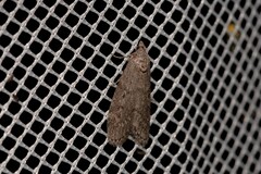 Heteromicta pachytera