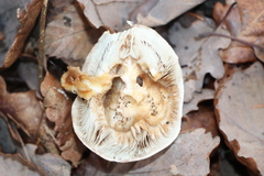 Pholiota lenta