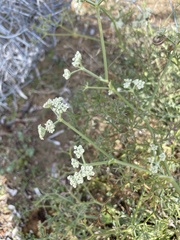 Echinophora spinosa