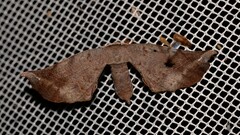 Parepisparis excusata