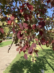 Euphorbia cotinifolia
