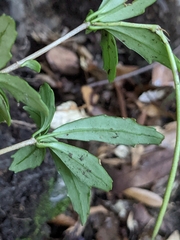 Lysionotus pauciflorus