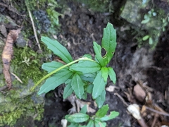 Lysionotus pauciflorus