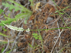 Polygala boykinii