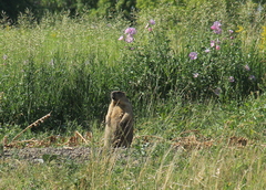 Marmota bobak
