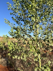 Codonocarpus cotinifolius
