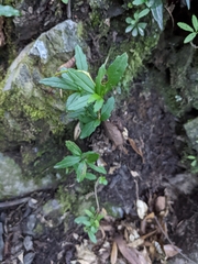 Lysionotus pauciflorus