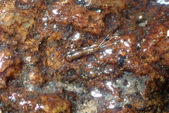 Leptophlebiidae