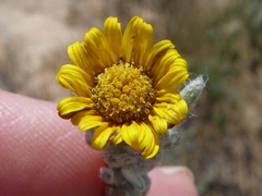 Oedera fruticosa