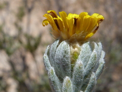 Oedera fruticosa