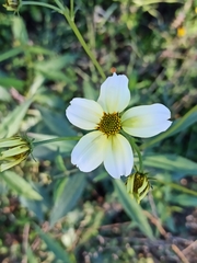 Bidens aurea