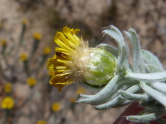 Oedera fruticosa