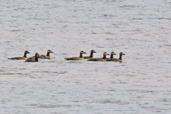 Melanitta stejnegeri