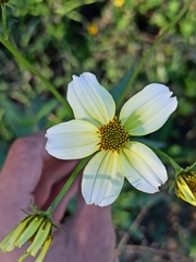 Bidens aurea