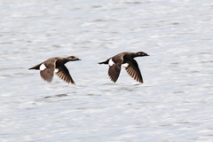 Melanitta stejnegeri