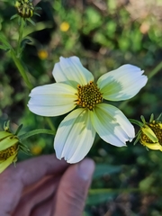 Bidens aurea