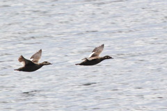 Melanitta stejnegeri